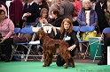 Crufts2011 270